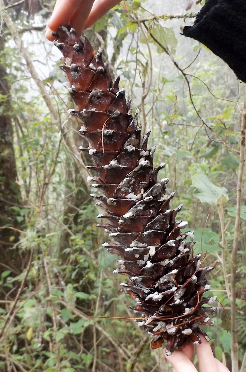 Pine forest in San Mateo Río Hondo, the neighboring village